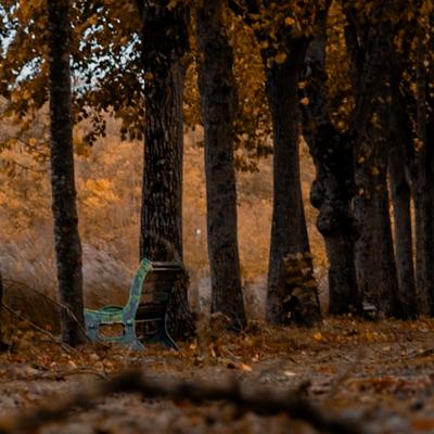 Le banc oublié