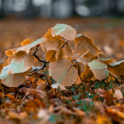 Mémoire d'une branche