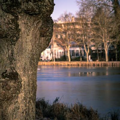 Derrière l'arbre