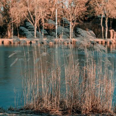Souffle d'Hiver sur les roseaux