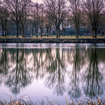 Reflets matinales