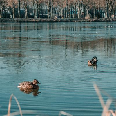 Compagnons du silence