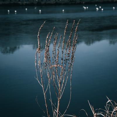 Douceur matinale à Amiens
