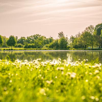 Matin doré au parc de la Hotoie