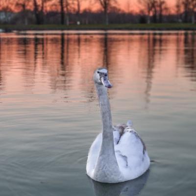 Parc de la Hotoie