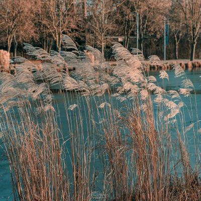 Le parc de la Hotoie