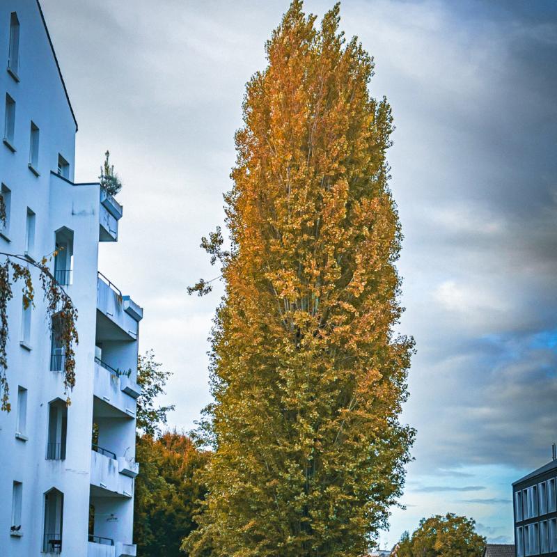 Rue Verrier Lebel