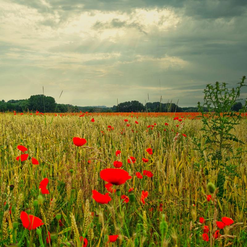Campagne Samarienne