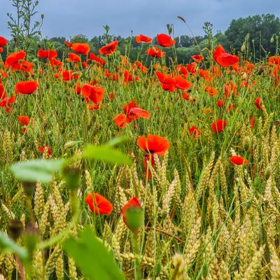 Campagne Samarienne