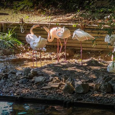 Le Zoo d'Amiens