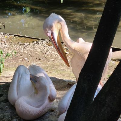 Le Zoo d'Amiens