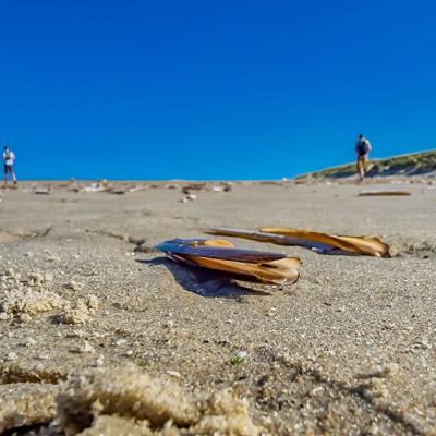 Fort-Mahon Plage