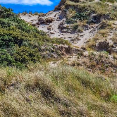 Les dunes de Fort-Mahon Plage